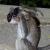 monkey_macaque_balinese_mf_ubud_v_1384_bal5105.jpg